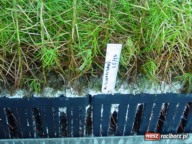 Zdjęcie w galerii na portalu naszraciborz.pl: Szkółka kontenerowa ciekawym punktem na mapie gminy Nędza wiadomości z regionu