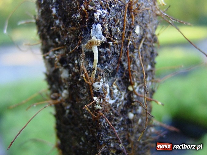 Zdjęcie w galerii na portalu naszraciborz.pl: Szkółka kontenerowa ciekawym punktem na mapie gminy Nędza wiadomości z regionu