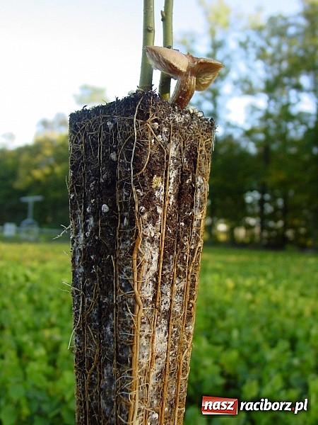 Zdjęcie w galerii na portalu naszraciborz.pl: Szkółka kontenerowa ciekawym punktem na mapie gminy Nędza wiadomości z regionu