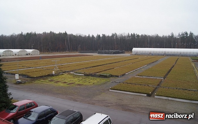 Zdjęcie w galerii na portalu naszraciborz.pl: Szkółka kontenerowa ciekawym punktem na mapie gminy Nędza wiadomości z regionu