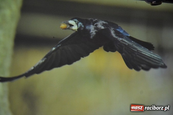 Zdjęcie w galerii na portalu naszraciborz.pl: Czym różni się pierwiosnek od piecuszka?  wiadomości z regionu