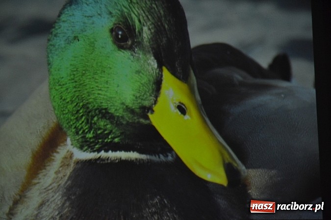 Zdjęcie w galerii na portalu naszraciborz.pl: Czym różni się pierwiosnek od piecuszka?  wiadomości z regionu