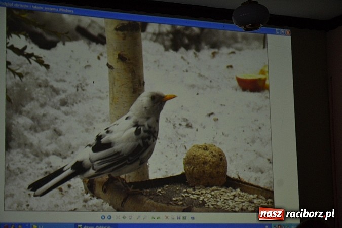 Zdjęcie w galerii na portalu naszraciborz.pl: Czym różni się pierwiosnek od piecuszka?  wiadomości z regionu