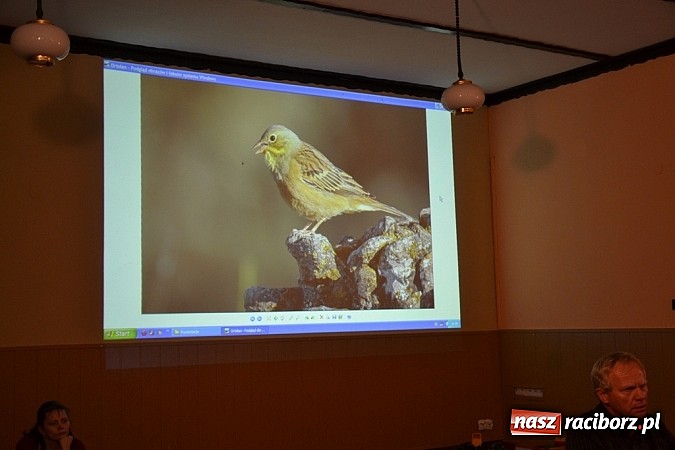 Zdjęcie w galerii na portalu naszraciborz.pl: Czym różni się pierwiosnek od piecuszka?  wiadomości z regionu