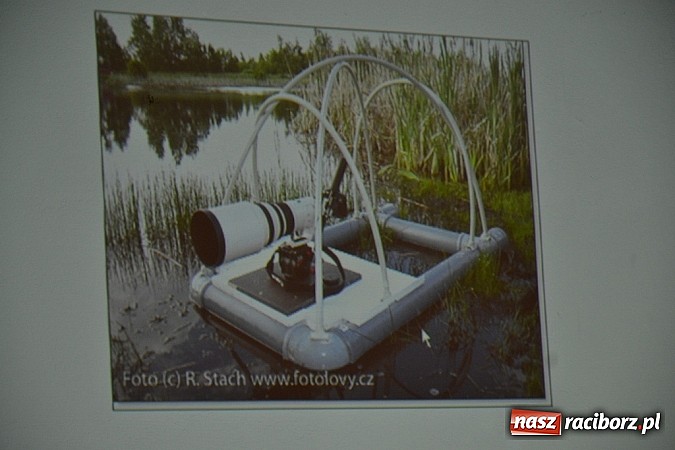 Zdjęcie w galerii na portalu naszraciborz.pl: Czym różni się pierwiosnek od piecuszka?  wiadomości z regionu