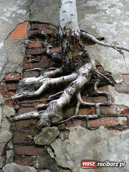 Zdjęcie w galerii na portalu naszraciborz.pl: Weź udział w konkursie i przyczyń się do ochrony środowiska wiadomości z regionu