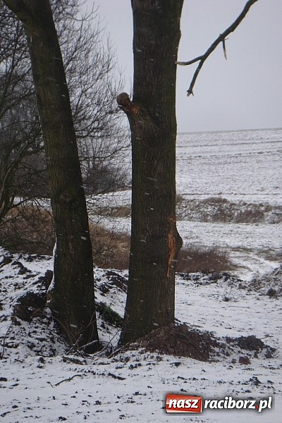 Zdjęcie w galerii na portalu naszraciborz.pl: Nielegalna wycinka drzew. Urzędnicy zajęli się sprawą wiadomości z regionu