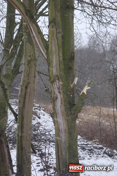Zdjęcie w galerii na portalu naszraciborz.pl: Nielegalna wycinka drzew. Urzędnicy zajęli się sprawą wiadomości z regionu