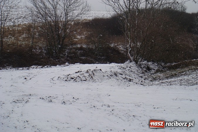 Zdjęcie w galerii na portalu naszraciborz.pl: Nielegalna wycinka drzew. Urzędnicy zajęli się sprawą wiadomości z regionu