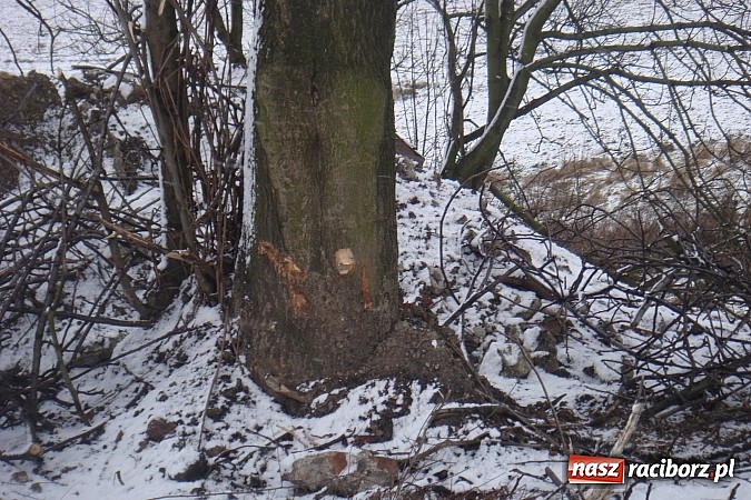 Zdjęcie w galerii na portalu naszraciborz.pl: Nielegalna wycinka drzew. Urzędnicy zajęli się sprawą wiadomości z regionu