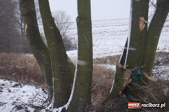 Zdjęcie w galerii na portalu naszraciborz.pl: Nielegalna wycinka drzew. Urzędnicy zajęli się sprawą wiadomości z regionu