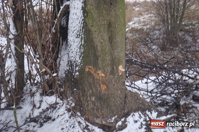 Zdjęcie w galerii na portalu naszraciborz.pl: Nielegalna wycinka drzew. Urzędnicy zajęli się sprawą wiadomości z regionu