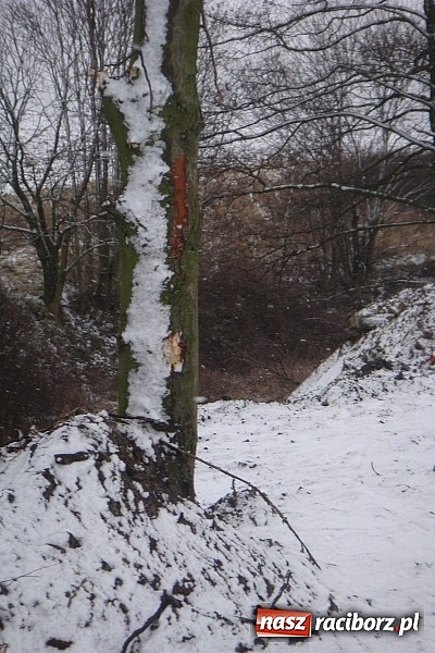 Zdjęcie w galerii na portalu naszraciborz.pl: Nielegalna wycinka drzew. Urzędnicy zajęli się sprawą wiadomości z regionu