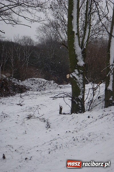 Zdjęcie w galerii na portalu naszraciborz.pl: Nielegalna wycinka drzew. Urzędnicy zajęli się sprawą wiadomości z regionu