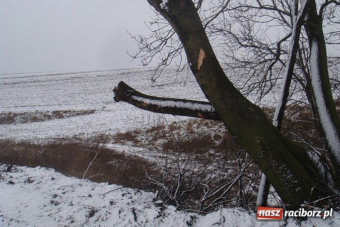 Zdjęcie w galerii na portalu naszraciborz.pl: Nielegalna wycinka drzew. Urzędnicy zajęli się sprawą wiadomości z regionu
