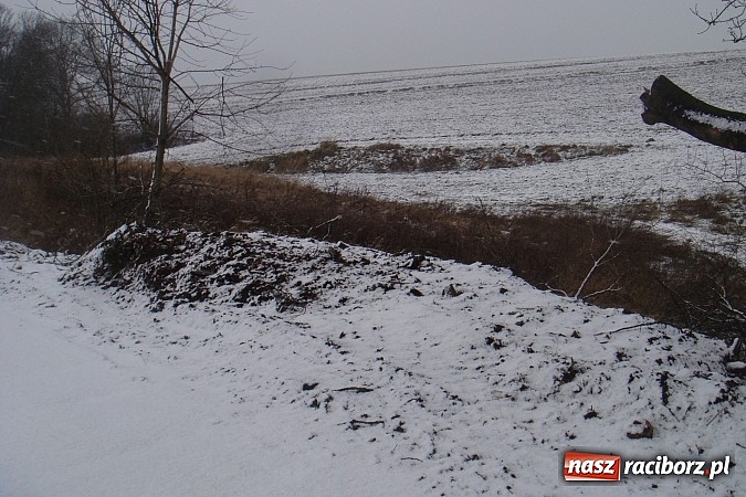 Zdjęcie w galerii na portalu naszraciborz.pl: Nielegalna wycinka drzew. Urzędnicy zajęli się sprawą wiadomości z regionu