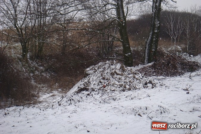 Zdjęcie w galerii na portalu naszraciborz.pl: Nielegalna wycinka drzew. Urzędnicy zajęli się sprawą wiadomości z regionu