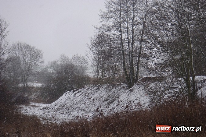 Zdjęcie w galerii na portalu naszraciborz.pl: Nielegalna wycinka drzew. Urzędnicy zajęli się sprawą wiadomości z regionu