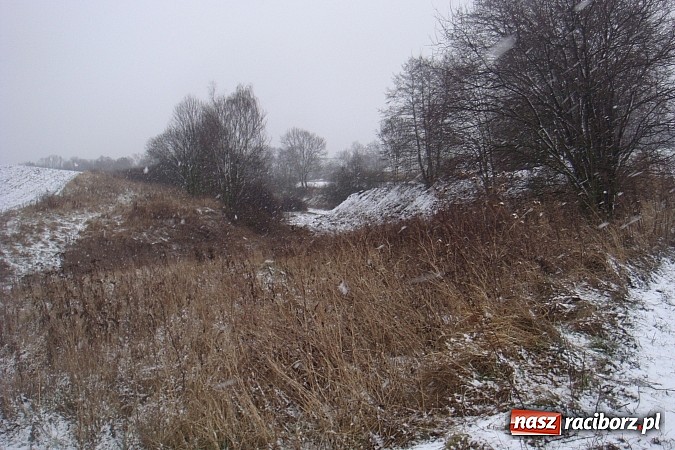 Zdjęcie w galerii na portalu naszraciborz.pl: Nielegalna wycinka drzew. Urzędnicy zajęli się sprawą wiadomości z regionu