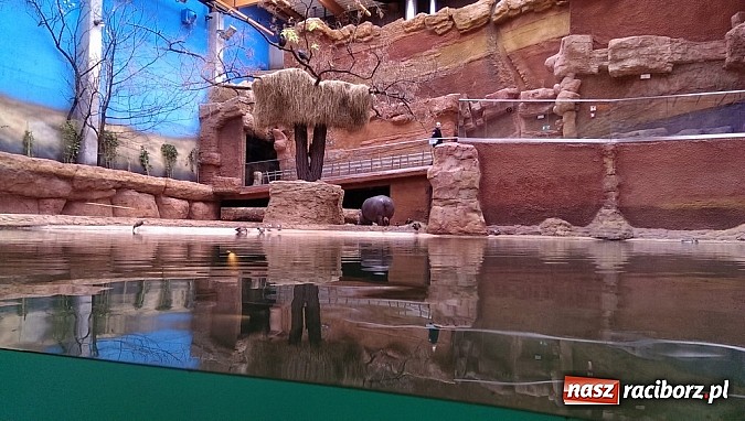 Zdjęcie w galerii na portalu naszraciborz.pl: Ferie we wrocławskim Afrykarium wiadomości z regionu