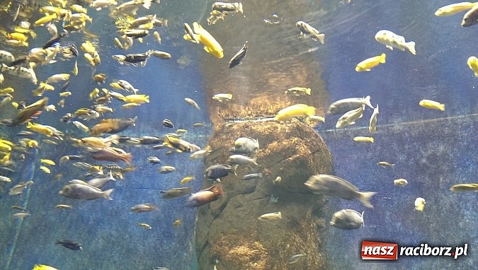 Zdjęcie w galerii na portalu naszraciborz.pl: Ferie we wrocławskim Afrykarium wiadomości z regionu
