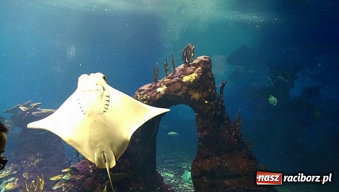 Zdjęcie w galerii na portalu naszraciborz.pl: Ferie we wrocławskim Afrykarium wiadomości z regionu