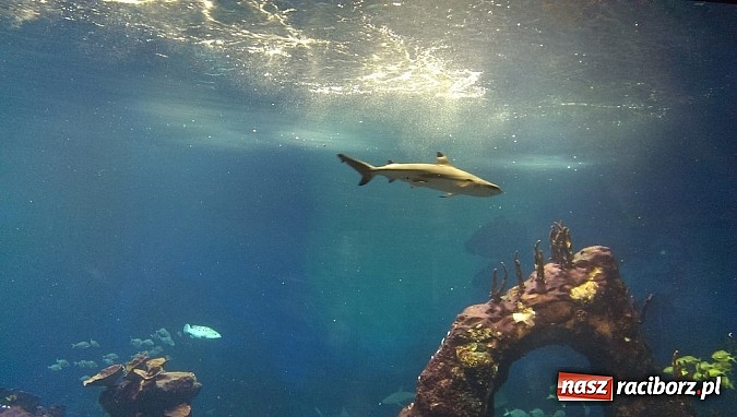 Zdjęcie w galerii na portalu naszraciborz.pl: Ferie we wrocławskim Afrykarium wiadomości z regionu