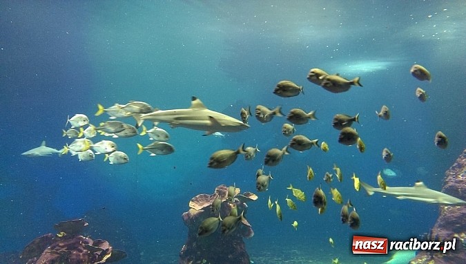 Zdjęcie w galerii na portalu naszraciborz.pl: Ferie we wrocławskim Afrykarium wiadomości z regionu