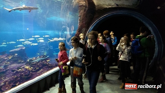 Zdjęcie w galerii na portalu naszraciborz.pl: Ferie we wrocławskim Afrykarium wiadomości z regionu