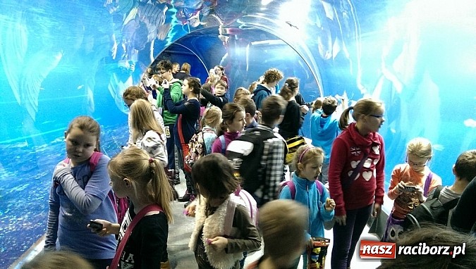 Zdjęcie w galerii na portalu naszraciborz.pl: Ferie we wrocławskim Afrykarium wiadomości z regionu