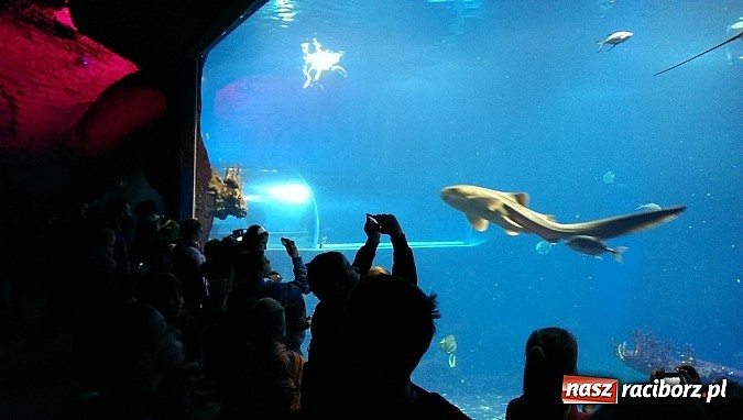 Zdjęcie w galerii na portalu naszraciborz.pl: Ferie we wrocławskim Afrykarium wiadomości z regionu