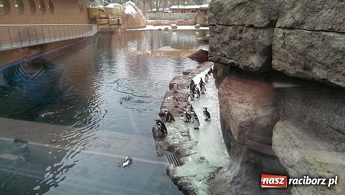 Zdjęcie w galerii na portalu naszraciborz.pl: Ferie we wrocławskim Afrykarium wiadomości z regionu