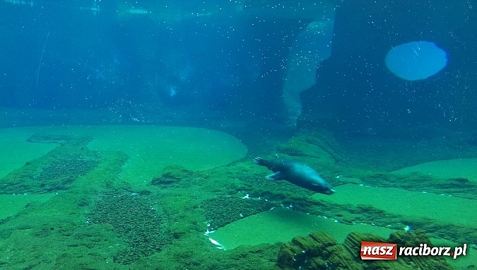 Zdjęcie w galerii na portalu naszraciborz.pl: Ferie we wrocławskim Afrykarium wiadomości z regionu