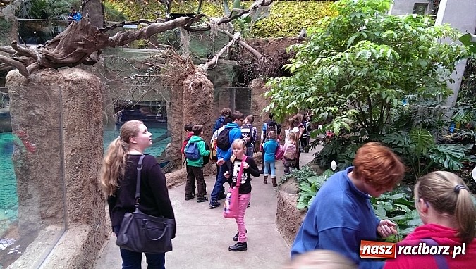 Zdjęcie w galerii na portalu naszraciborz.pl: Ferie we wrocławskim Afrykarium wiadomości z regionu