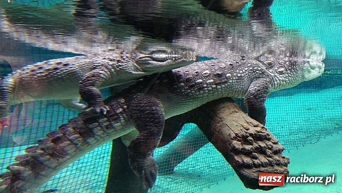 Zdjęcie w galerii na portalu naszraciborz.pl: Ferie we wrocławskim Afrykarium wiadomości z regionu