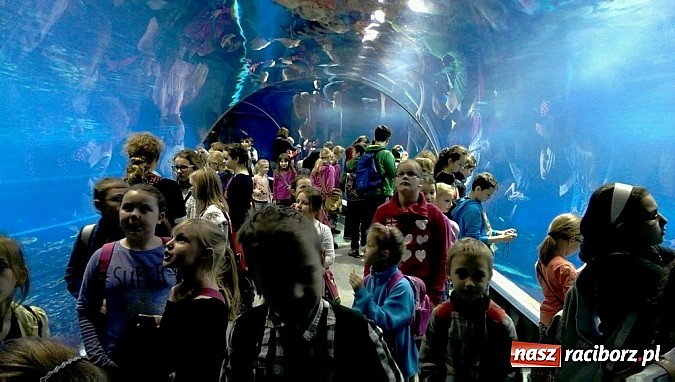 Zdjęcie w galerii na portalu naszraciborz.pl: Ferie we wrocławskim Afrykarium wiadomości z regionu
