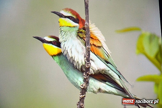 Zdjęcie w galerii na portalu naszraciborz.pl: Ptaki egzotyczne ściągnęły większą publikę! wiadomości z regionu