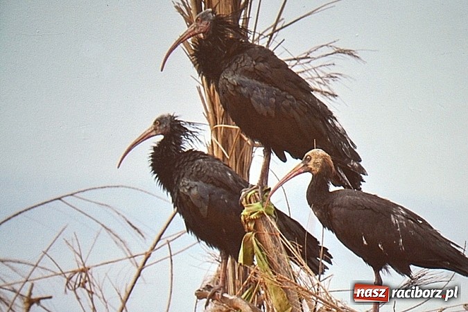 Zdjęcie w galerii na portalu naszraciborz.pl: Ptaki egzotyczne ściągnęły większą publikę! wiadomości z regionu