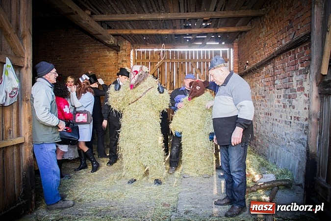 Zdjęcie w galerii na portalu naszraciborz.pl: TANZBR, czyli tradycyjne samborowickie ostatki 2015 wiadomości z regionu