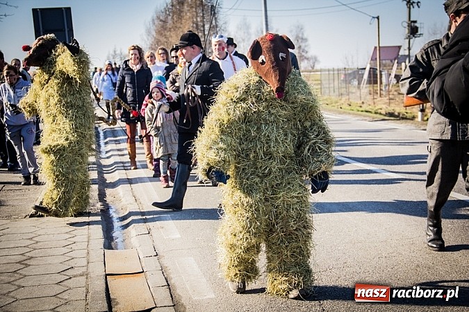 Zdjęcie w galerii na portalu naszraciborz.pl: TANZBR, czyli tradycyjne samborowickie ostatki 2015 wiadomości z regionu