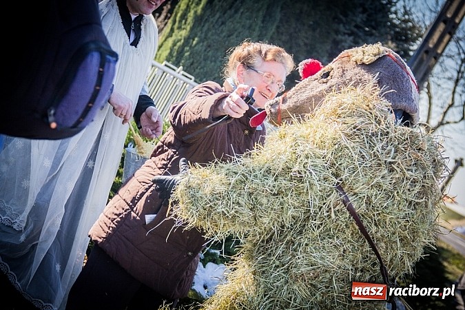 Zdjęcie w galerii na portalu naszraciborz.pl: TANZBR, czyli tradycyjne samborowickie ostatki 2015 wiadomości z regionu