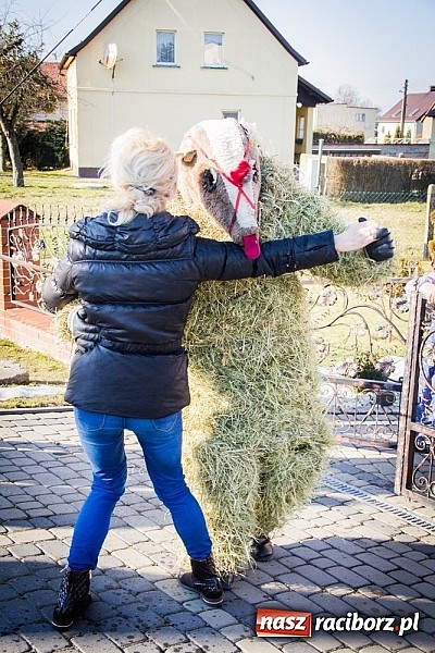 Zdjęcie w galerii na portalu naszraciborz.pl: TANZBR, czyli tradycyjne samborowickie ostatki 2015 wiadomości z regionu