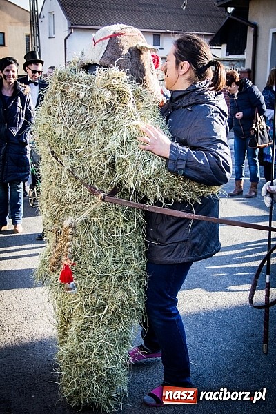 Zdjęcie w galerii na portalu naszraciborz.pl: TANZBR, czyli tradycyjne samborowickie ostatki 2015 wiadomości z regionu