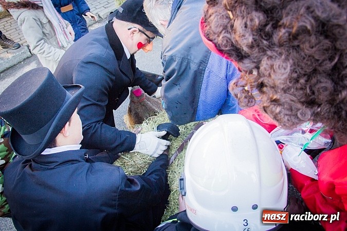 Zdjęcie w galerii na portalu naszraciborz.pl: TANZBR, czyli tradycyjne samborowickie ostatki 2015 wiadomości z regionu