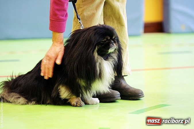 Zdjęcie w galerii na portalu naszraciborz.pl: Uczniowie SP 13 obchodzili Dzień Kota wiadomości z regionu