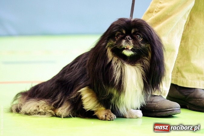 Zdjęcie w galerii na portalu naszraciborz.pl: Uczniowie SP 13 obchodzili Dzień Kota wiadomości z regionu