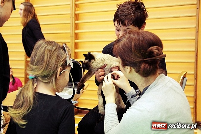 Zdjęcie w galerii na portalu naszraciborz.pl: Uczniowie SP 13 obchodzili Dzień Kota wiadomości z regionu