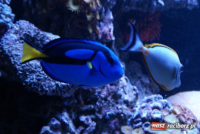 Zdjęcie w galerii na portalu naszraciborz.pl: Ferie z Nowoczesną - podsumowanie drugiego tygodnia wiadomości z regionu