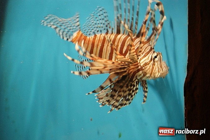 Zdjęcie w galerii na portalu naszraciborz.pl: Ferie z Nowoczesną - podsumowanie drugiego tygodnia wiadomości z regionu