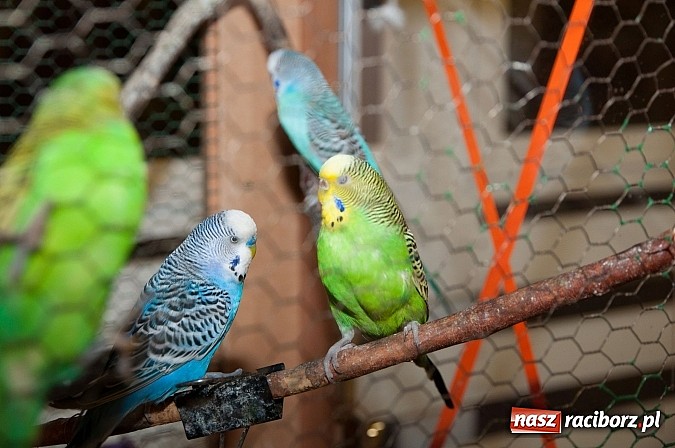 Zdjęcie w galerii na portalu naszraciborz.pl: Dzień Otwartych Drzwi w Szkole Podstawowej  nr 18  wiadomości z regionu